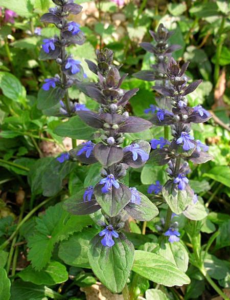 Ajuga reptans / Iva comune, Erba di S.Lorenzo